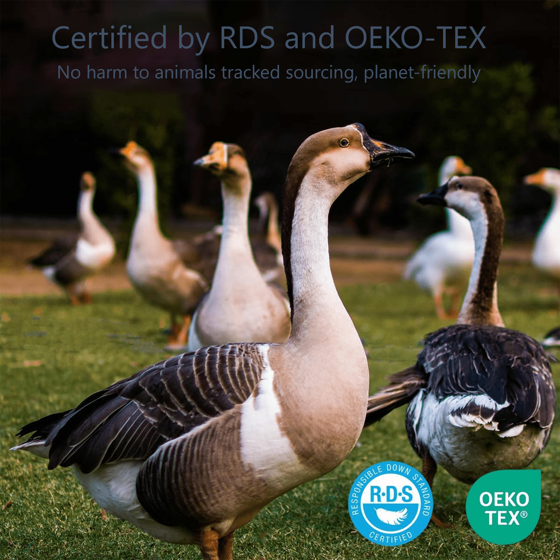 COOKEY Feathers Down Pillows Queen Size Set of 2, Hotel Quality Fluffy Bed Pillows, Soft Pillows for Sleeping, Organic Cotton Cover(20x30”, Pack of 2)